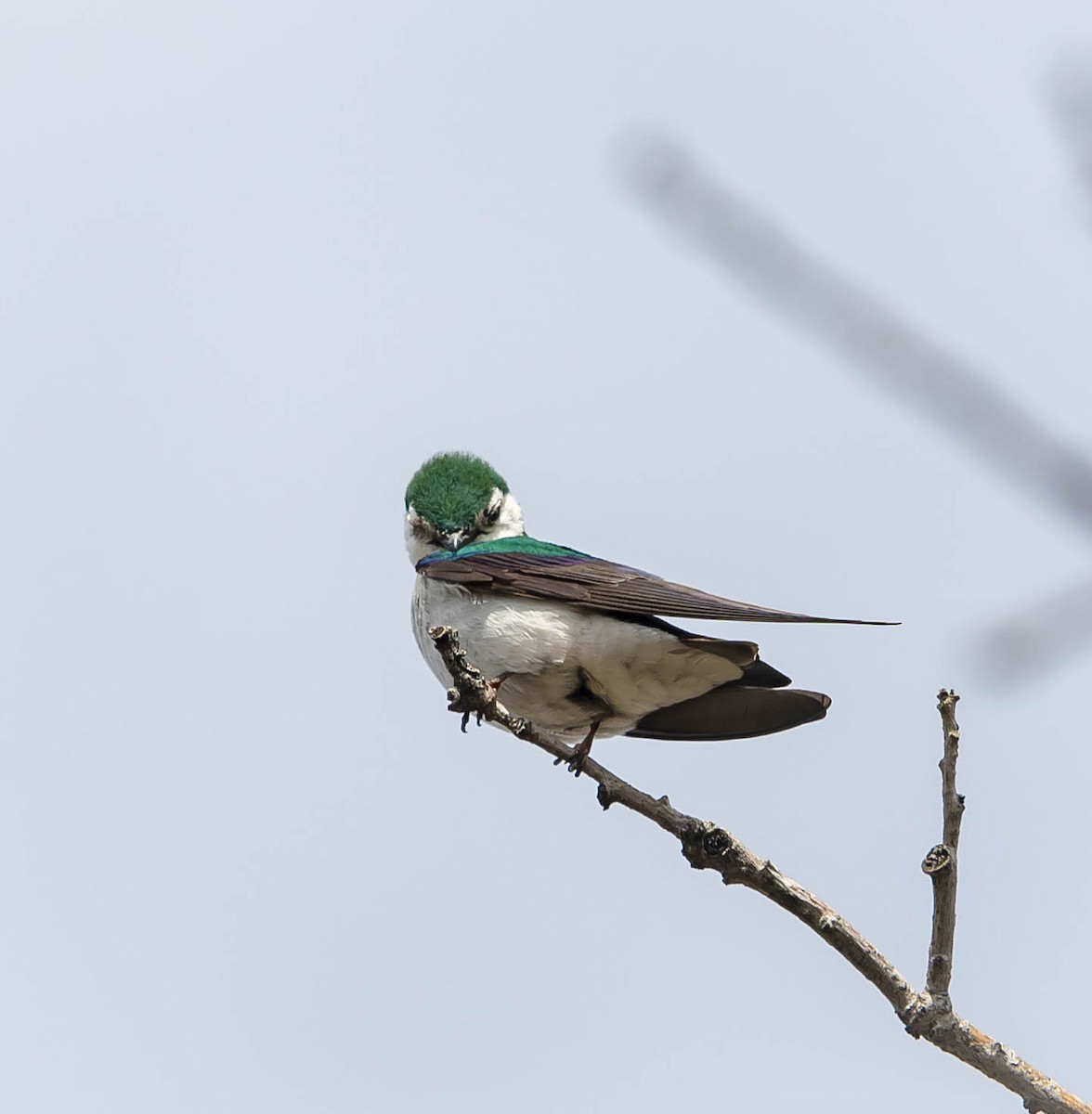 Violet-green Swallow - ML231514571