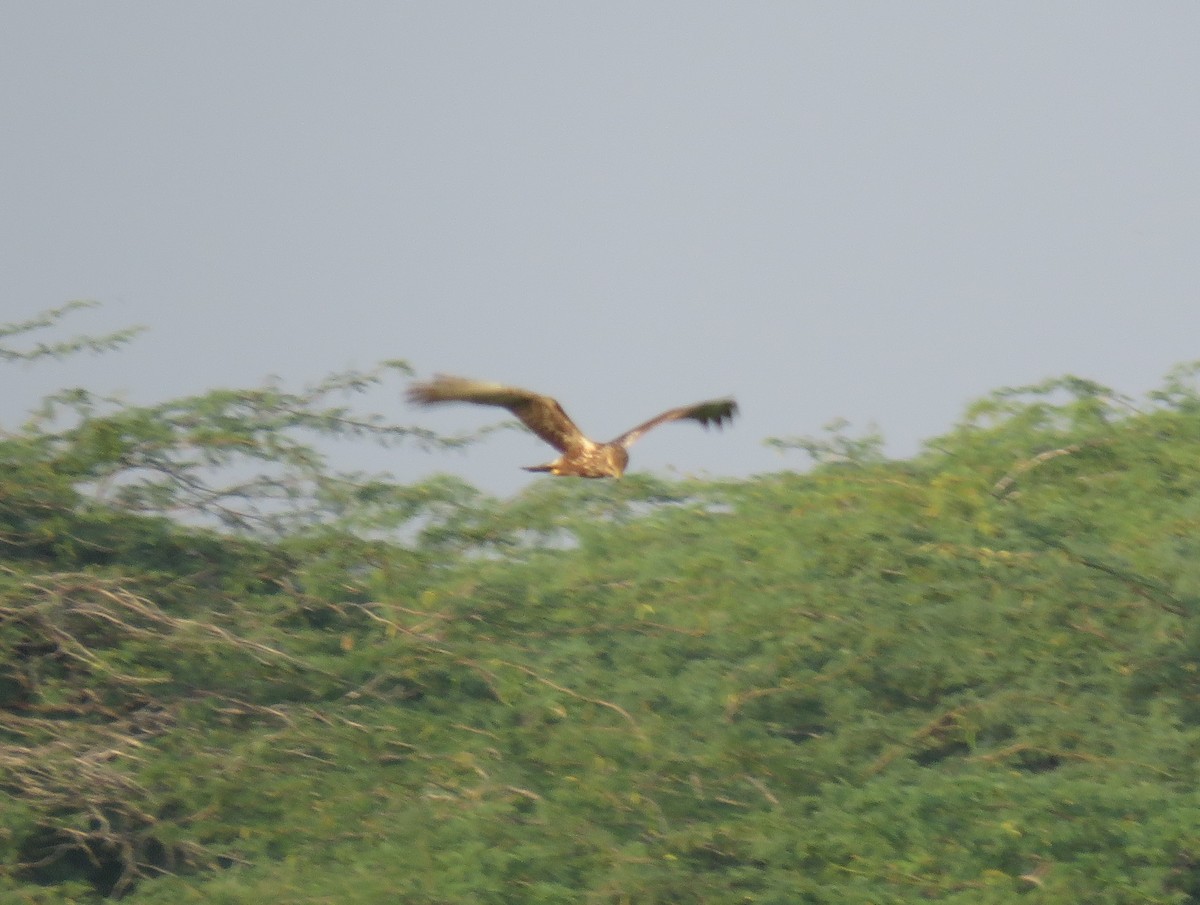 Pied Harrier - Susantha Weerappuli