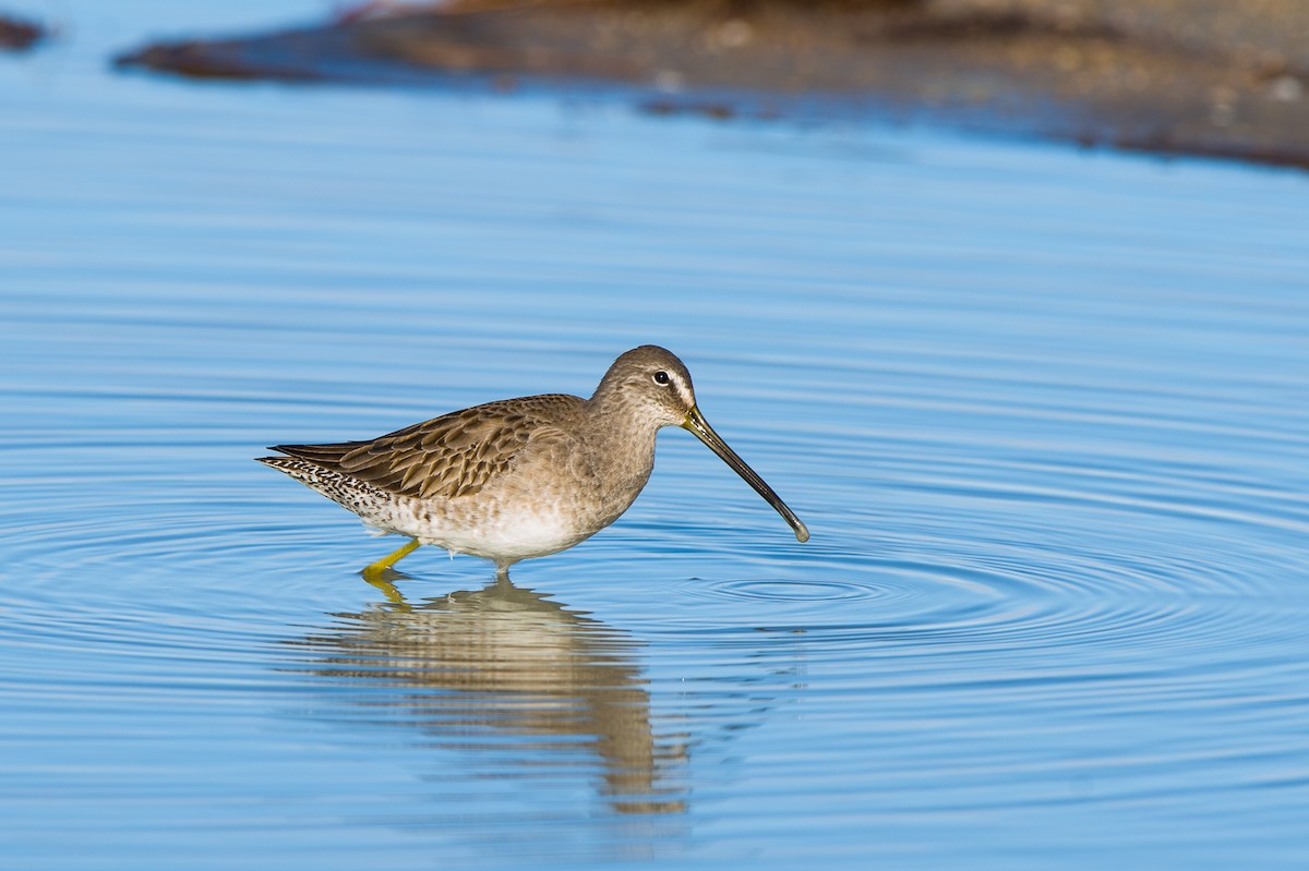 Long-billed Dowitcher - ML23151711