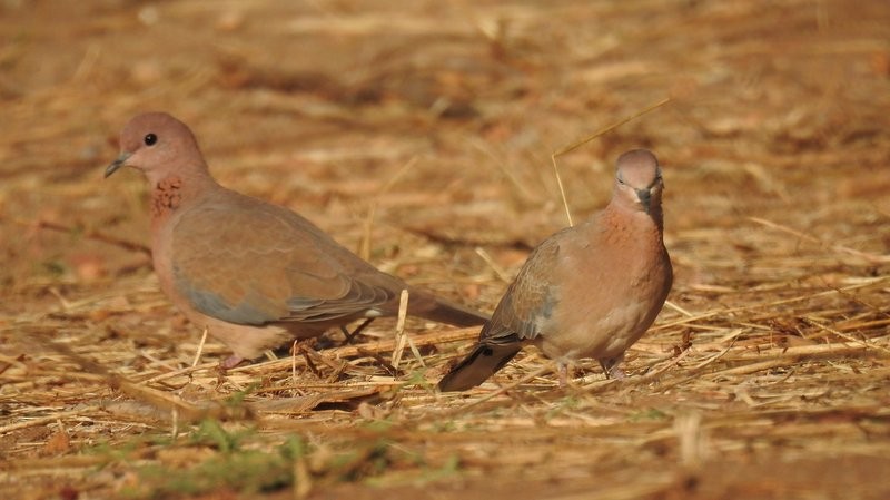 Laughing Dove - ML23152011