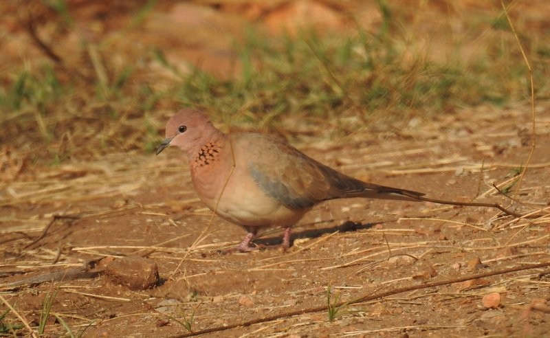 Laughing Dove - ML23152021
