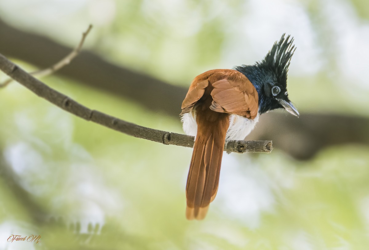 Indian Paradise-Flycatcher - Fareed Mohmed