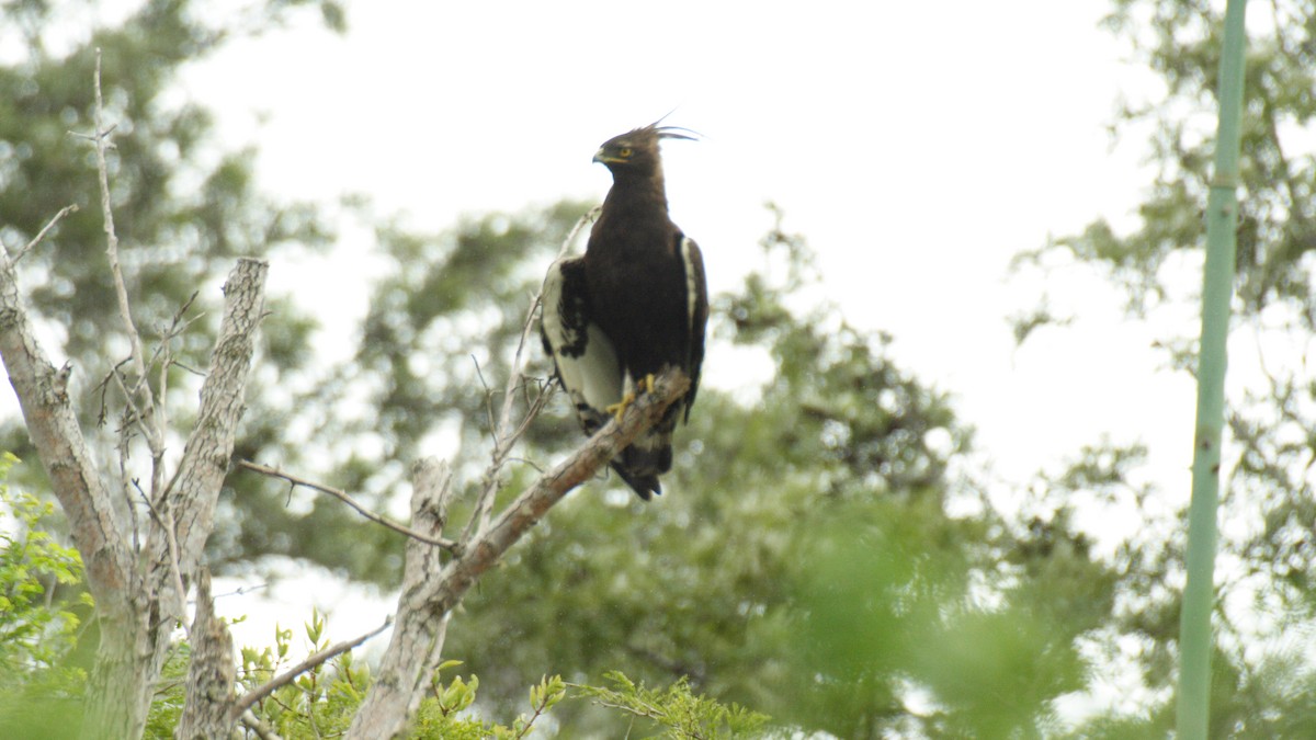 Long-crested Eagle - Daniel Jauvin