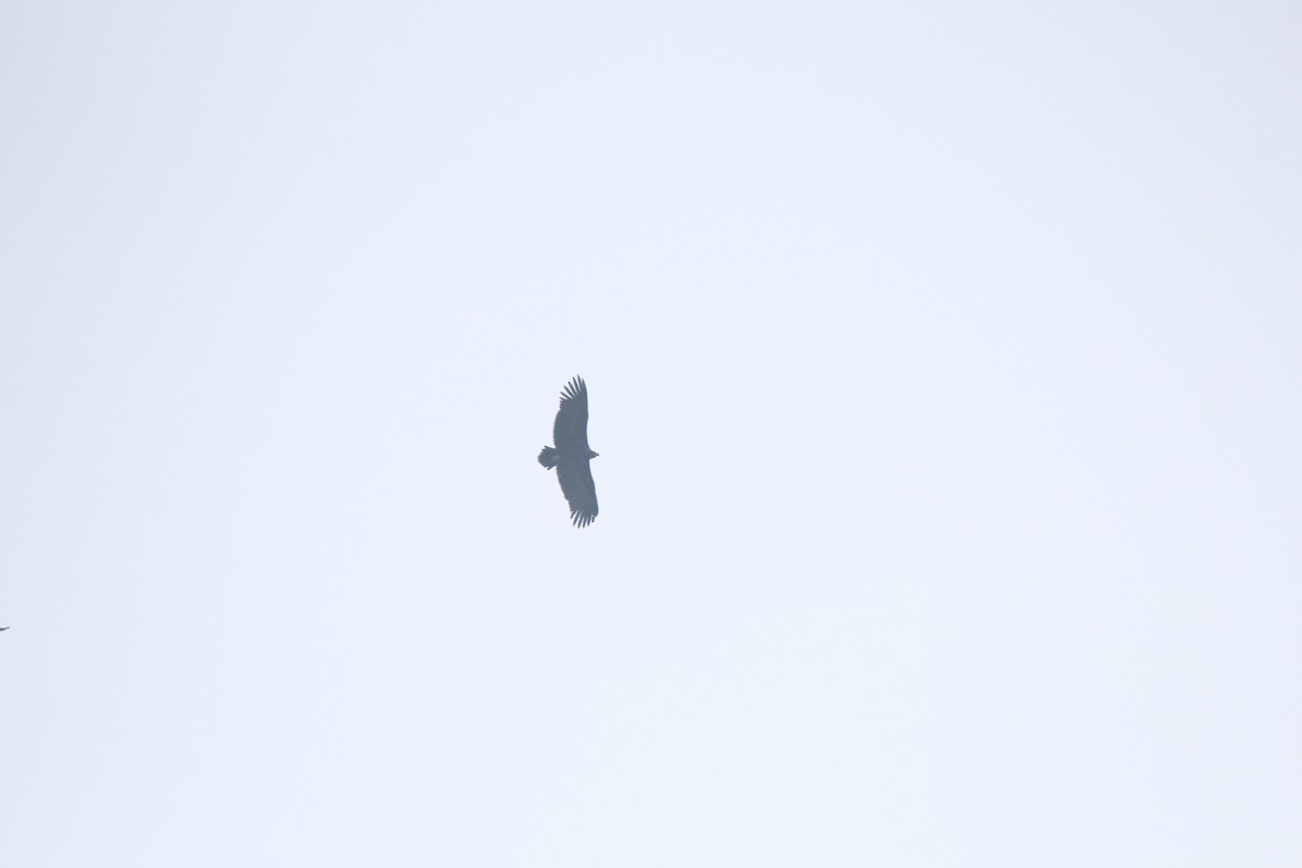 Cinereous Vulture - ML231525051