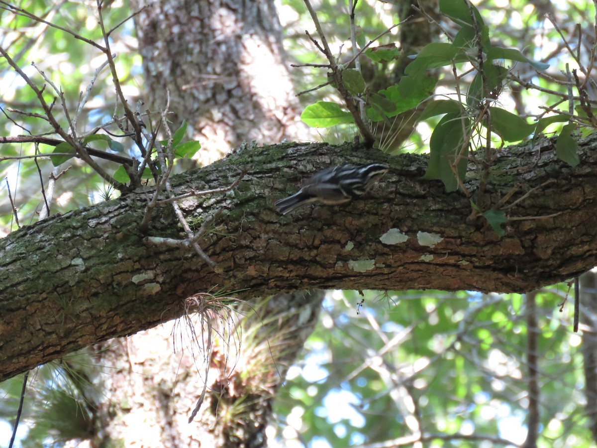 Black-and-white Warbler - ML231525181