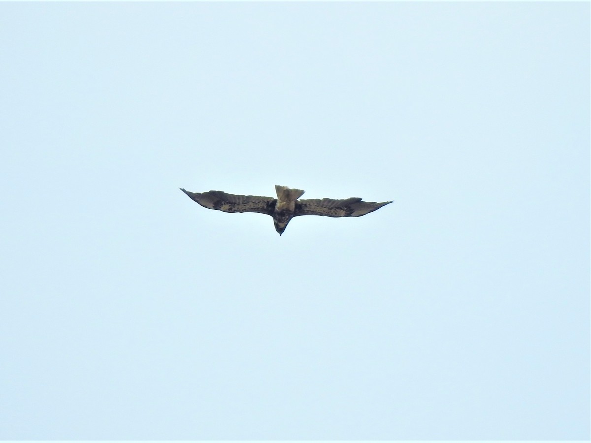 White-tailed Hawk - Gabriel Cordón