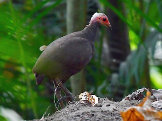  - Nicobar Megapode