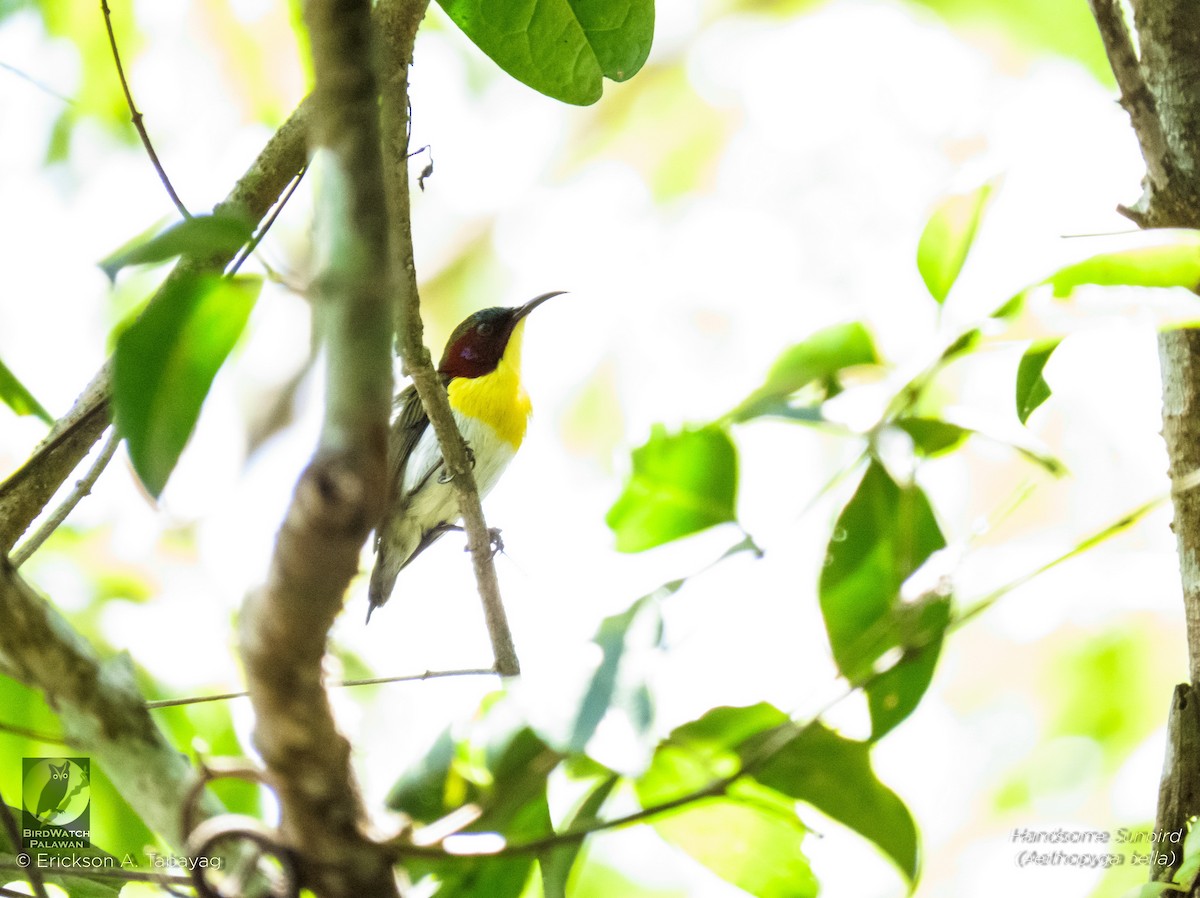 Handsome Sunbird - Erickson Tabayag