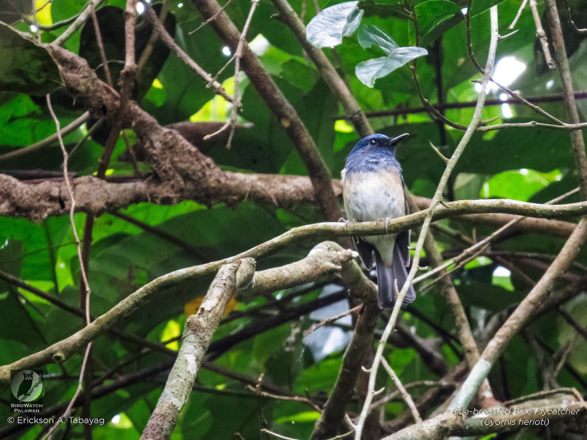 Blue-breasted Blue Flycatcher - Erickson Tabayag