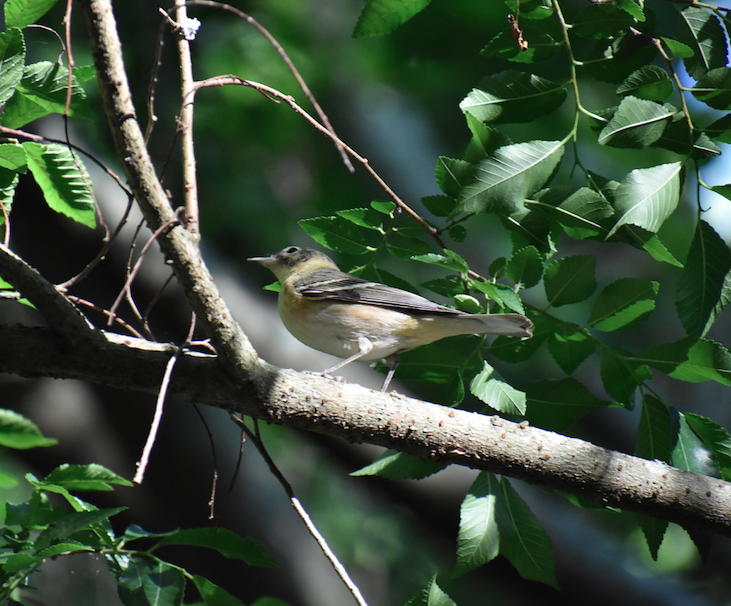 Bay-breasted Warbler - ML231540041