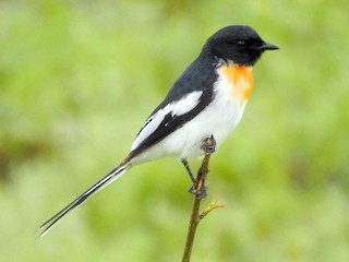  - White-bellied Minivet
