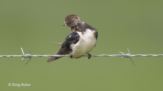Barn Swallow - ML231541251