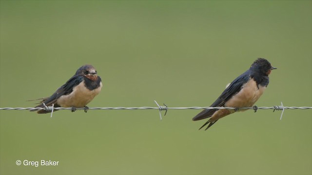 Barn Swallow - ML231541271