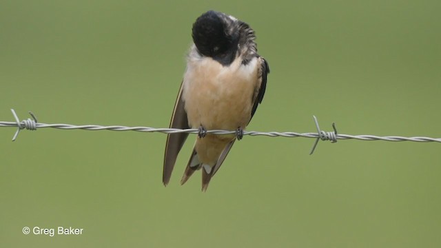 Barn Swallow - ML231541291
