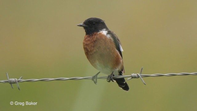 African Stonechat - ML231541301