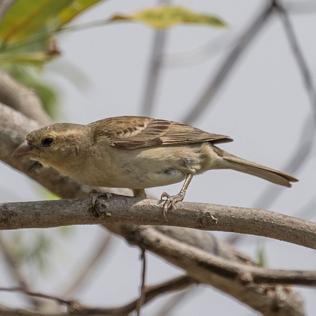 Plain-backed Sparrow - www.aladdin .st