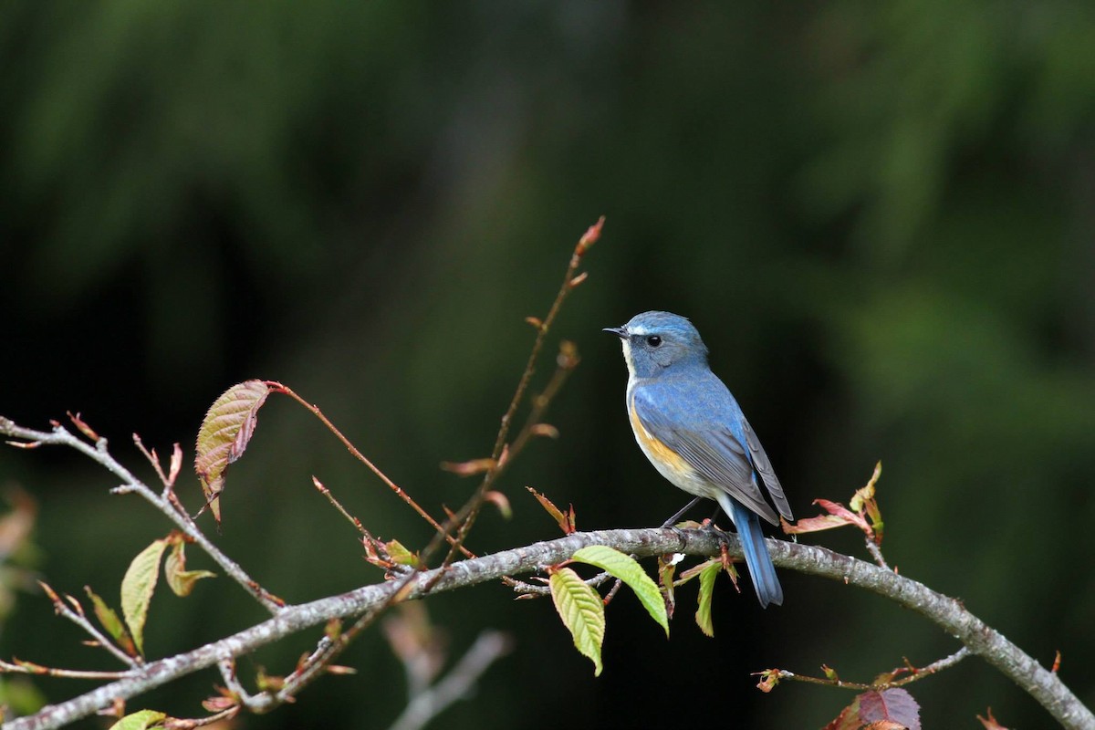 Red-flanked Bluetail - Ting-Wei (廷維) HUNG (洪)