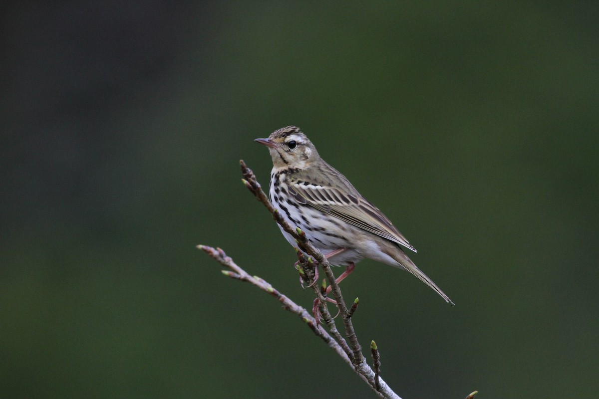 Olive-backed Pipit - ML23154411
