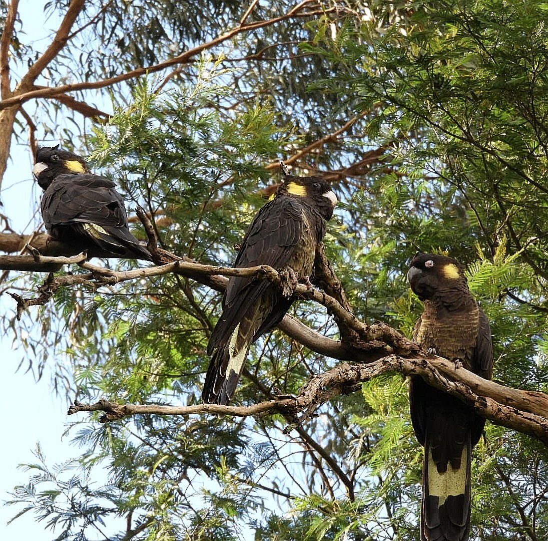 Yellow-tailed Black-Cockatoo - ML231544481