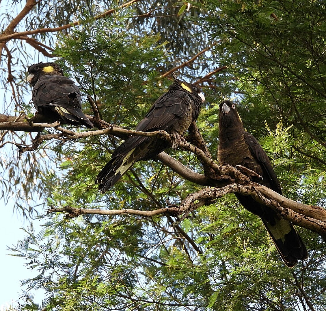 Yellow-tailed Black-Cockatoo - ML231544491