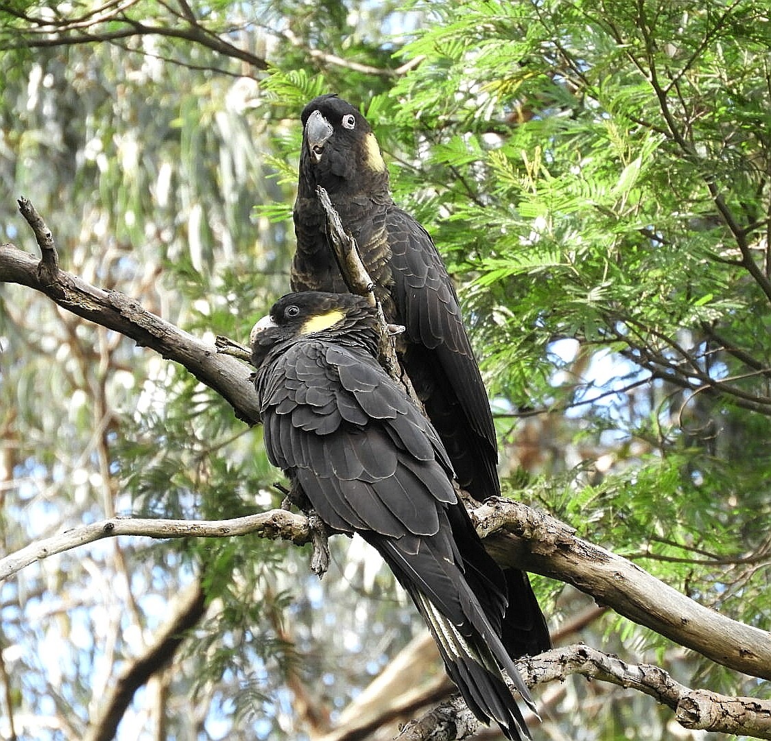 Yellow-tailed Black-Cockatoo - ML231544541
