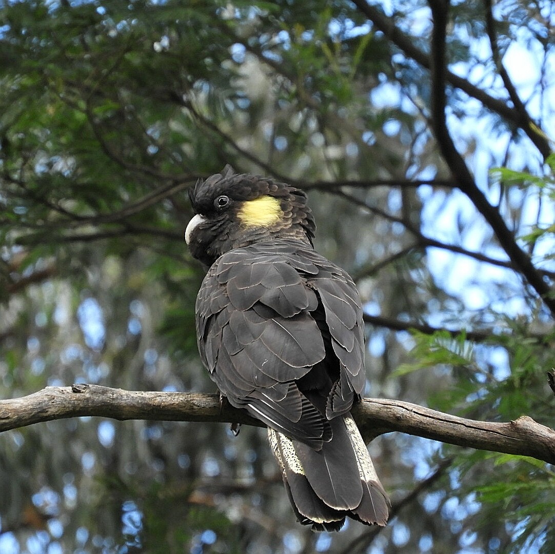 Yellow-tailed Black-Cockatoo - ML231544581