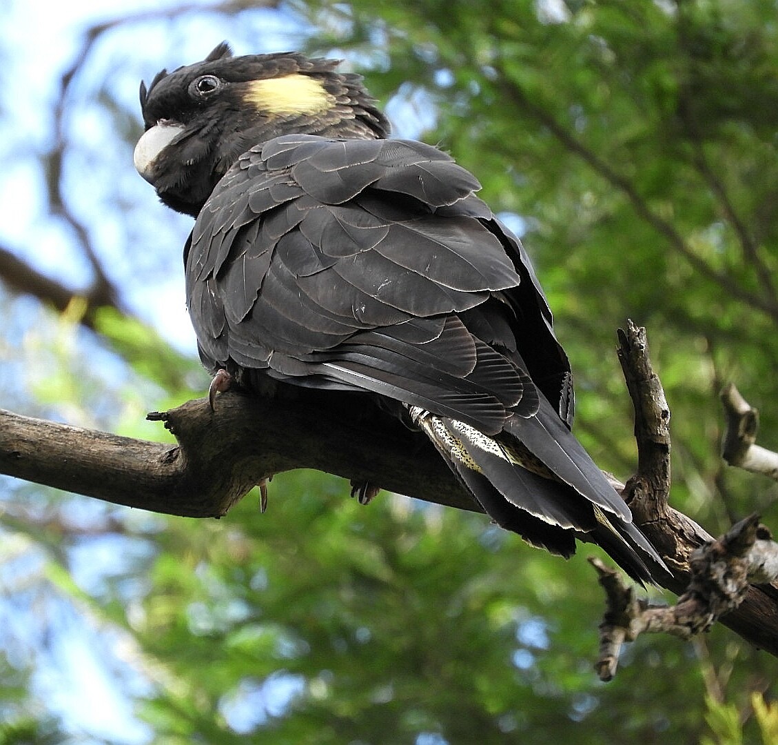 Yellow-tailed Black-Cockatoo - ML231544621
