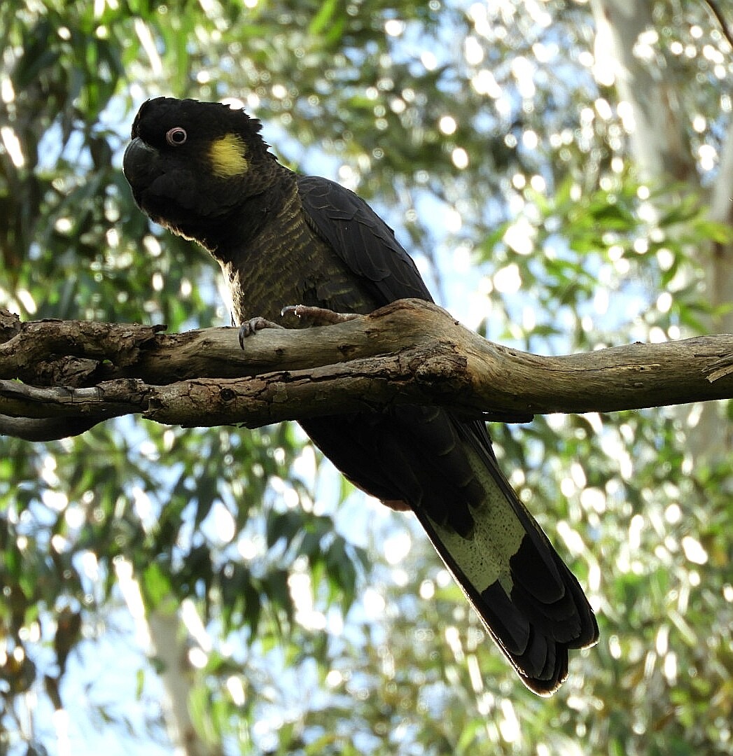 Yellow-tailed Black-Cockatoo - ML231544651