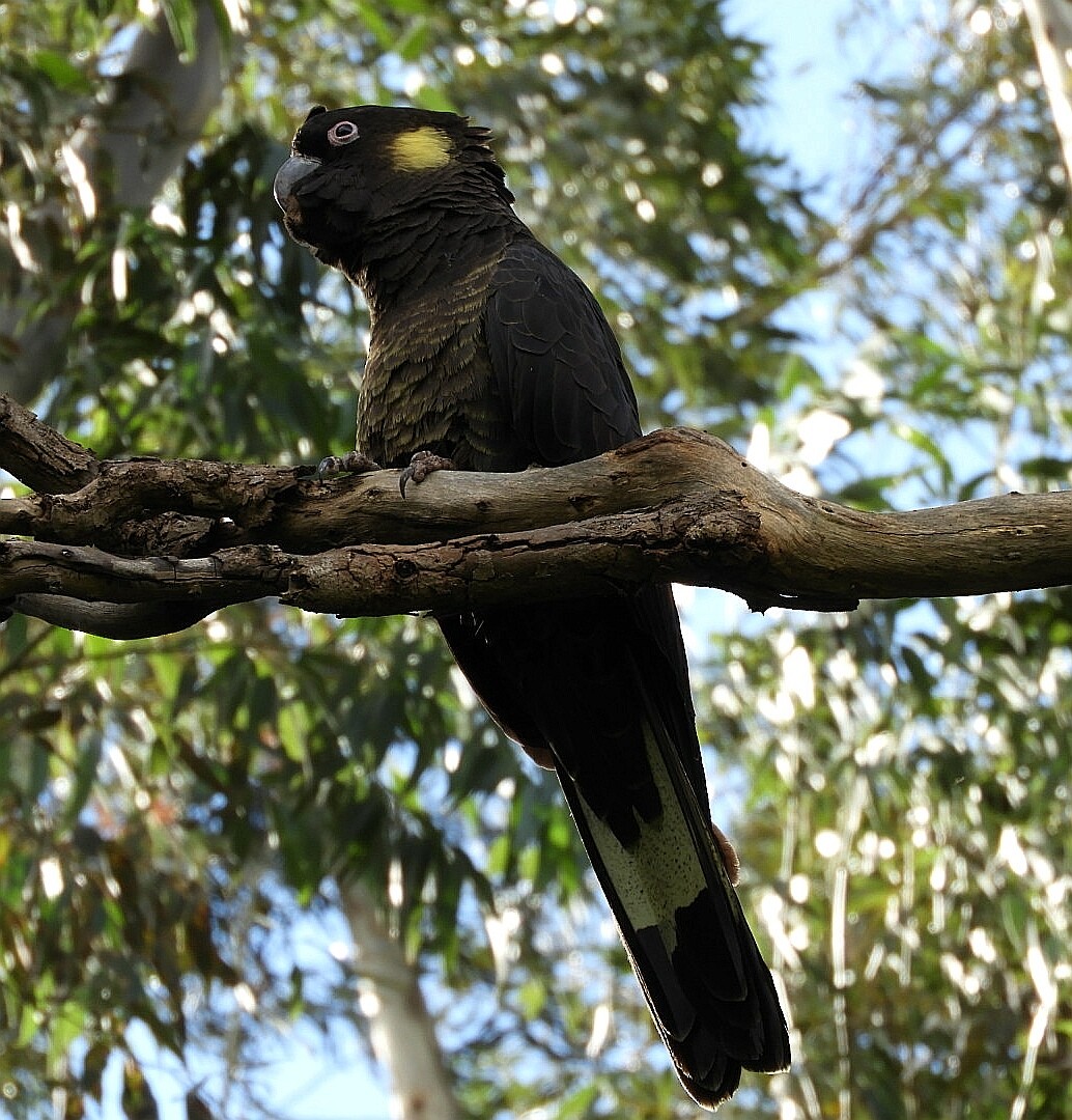 Yellow-tailed Black-Cockatoo - ML231544661