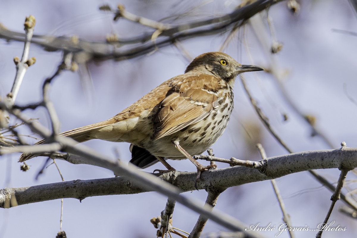 Brown Thrasher - André Gervais