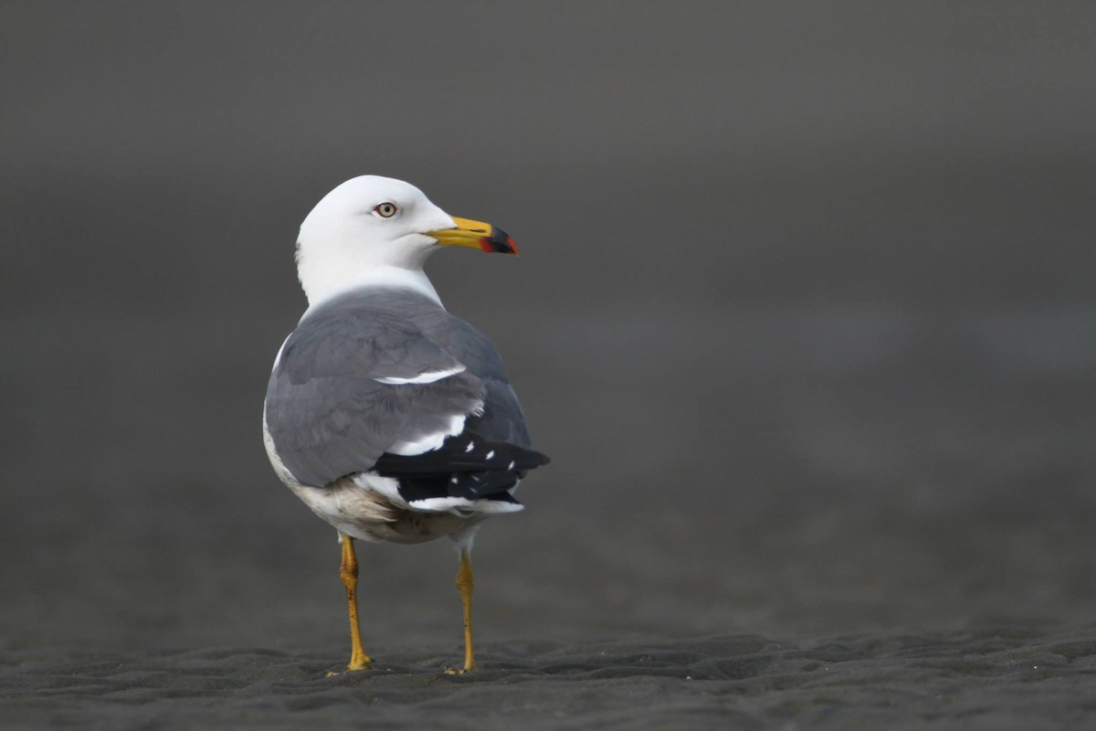 Black-tailed Gull - Ting-Wei (廷維) HUNG (洪)