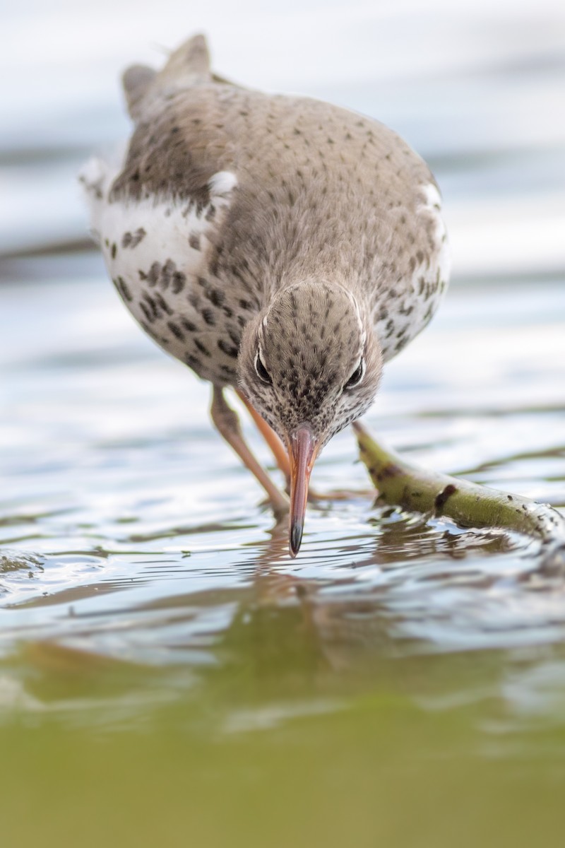 Spotted Sandpiper - Davey Walters