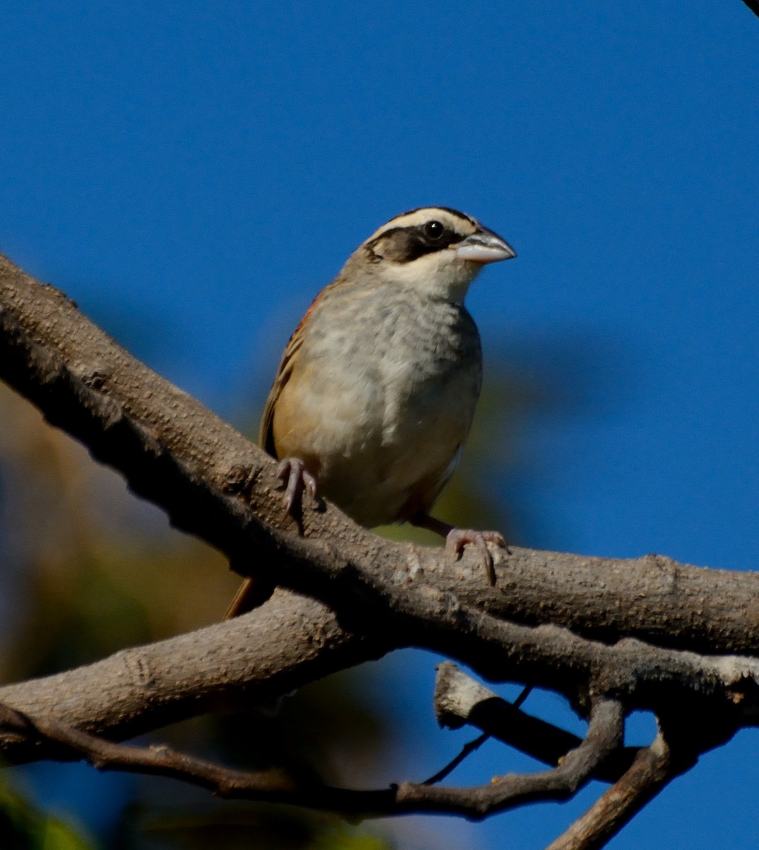 Stripe-headed Sparrow - ML231552741