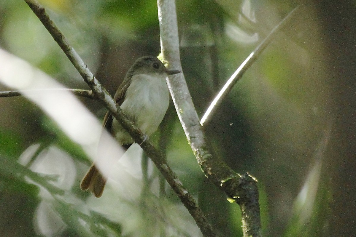 Chestnut-tailed Jungle Flycatcher - Dave Bakewell