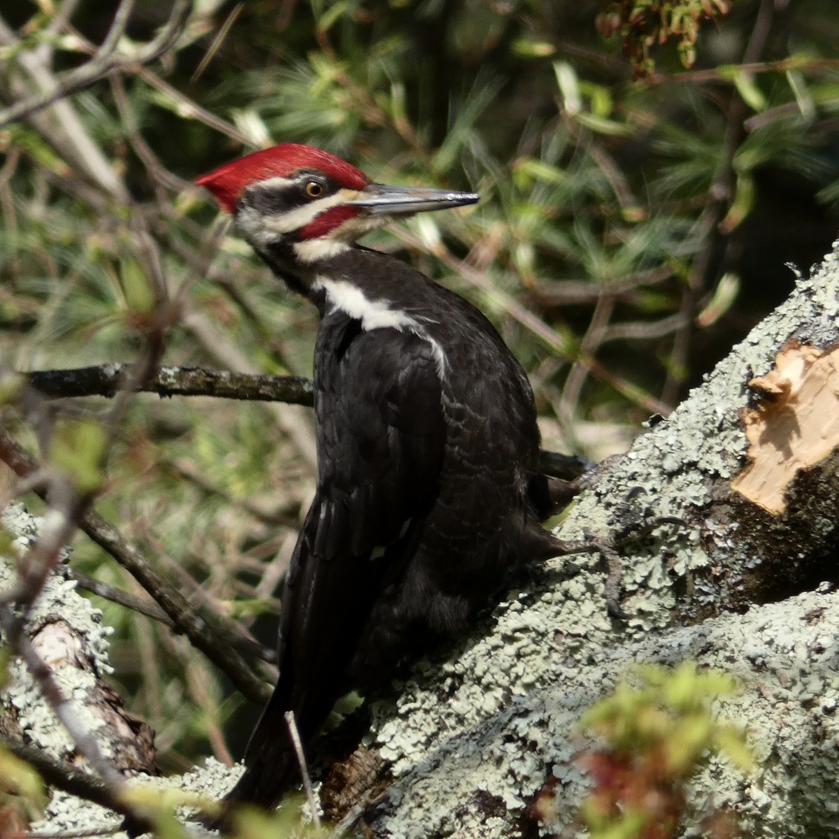 Pileated Woodpecker - Eric Huston