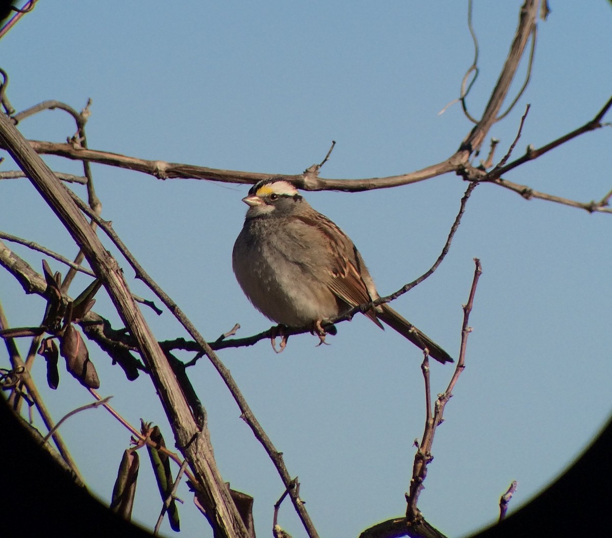 White-throated Sparrow - ML23157141