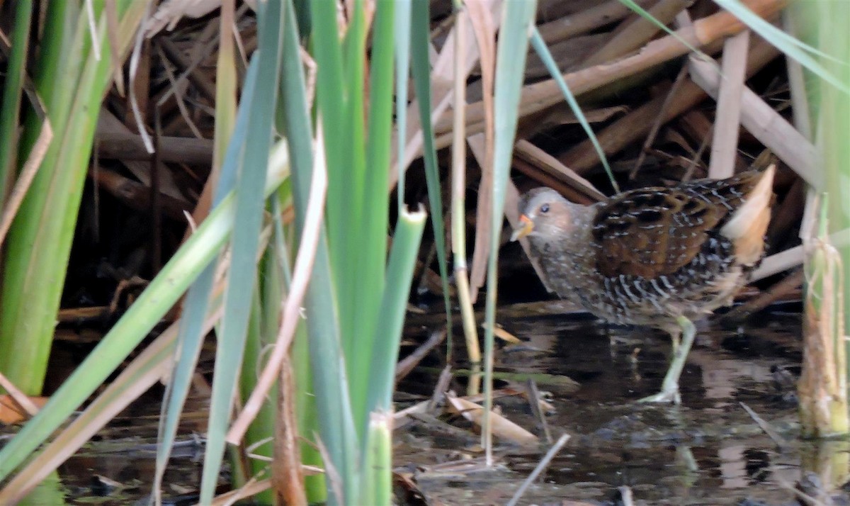 Spotted Crake - ML23157301