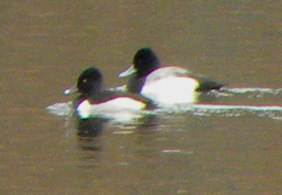 Ring-necked Duck - ML23157471