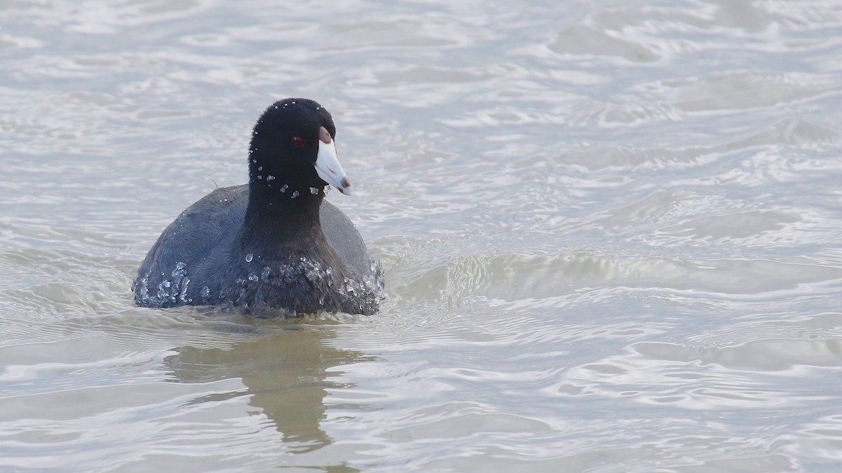 American Coot (Red-shielded) - Ric mcarthur