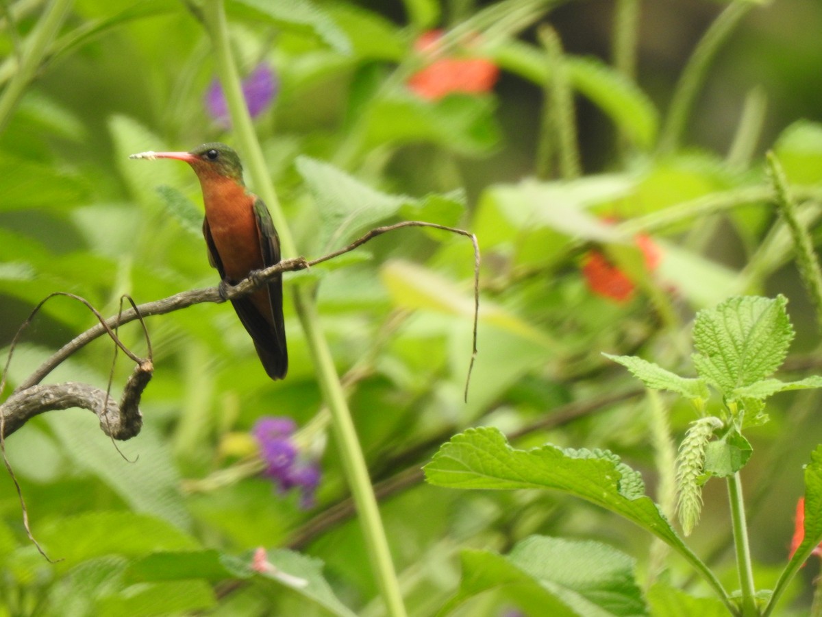 kolibřík ryšavý - ML231576221