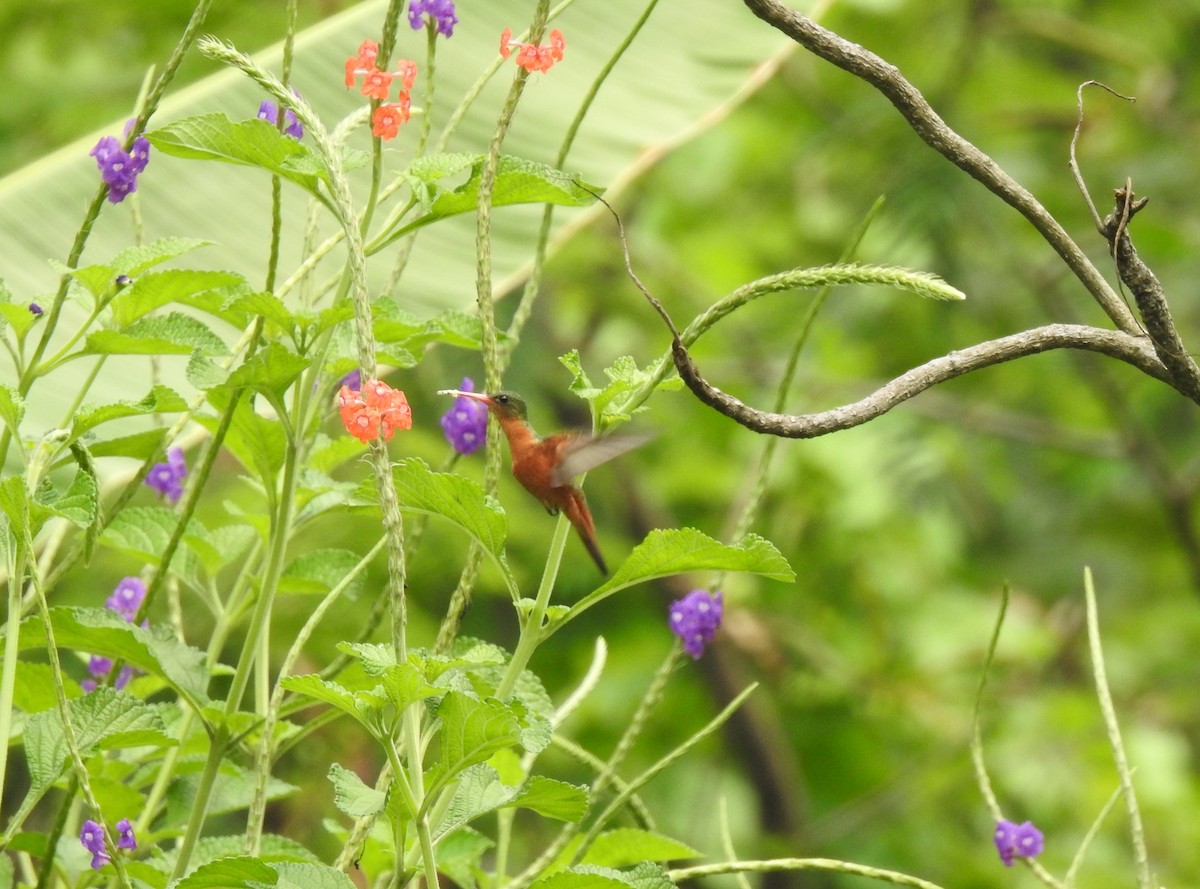 kolibřík ryšavý - ML231576231