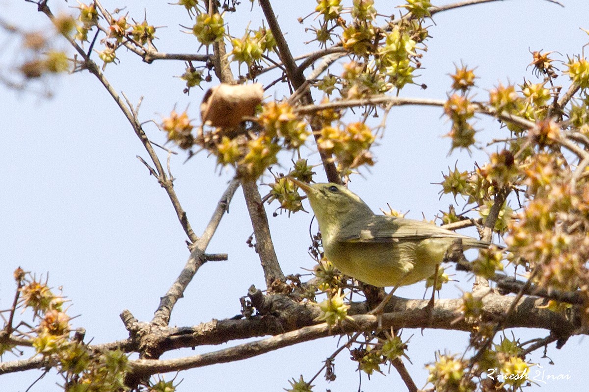 Tickell's Leaf Warbler (Tickell's) - Ramesh Shenai