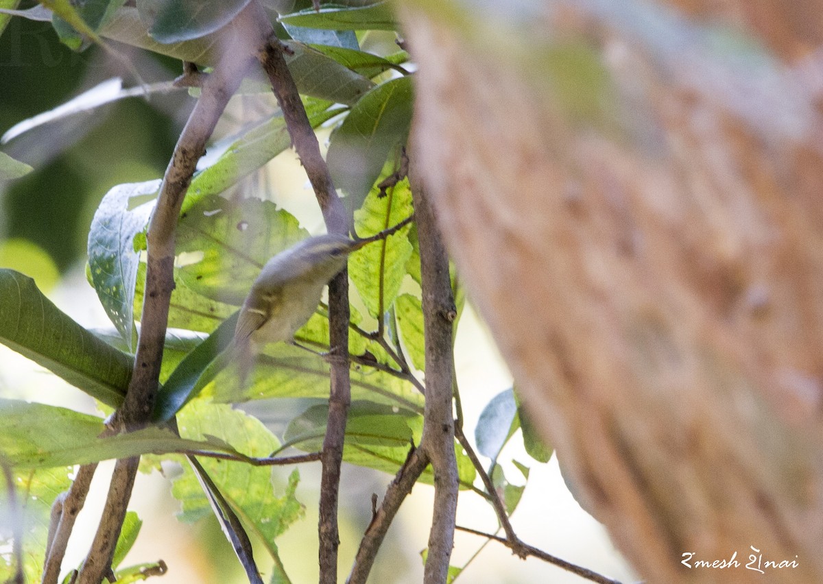 Western Crowned Warbler - Ramesh Shenai