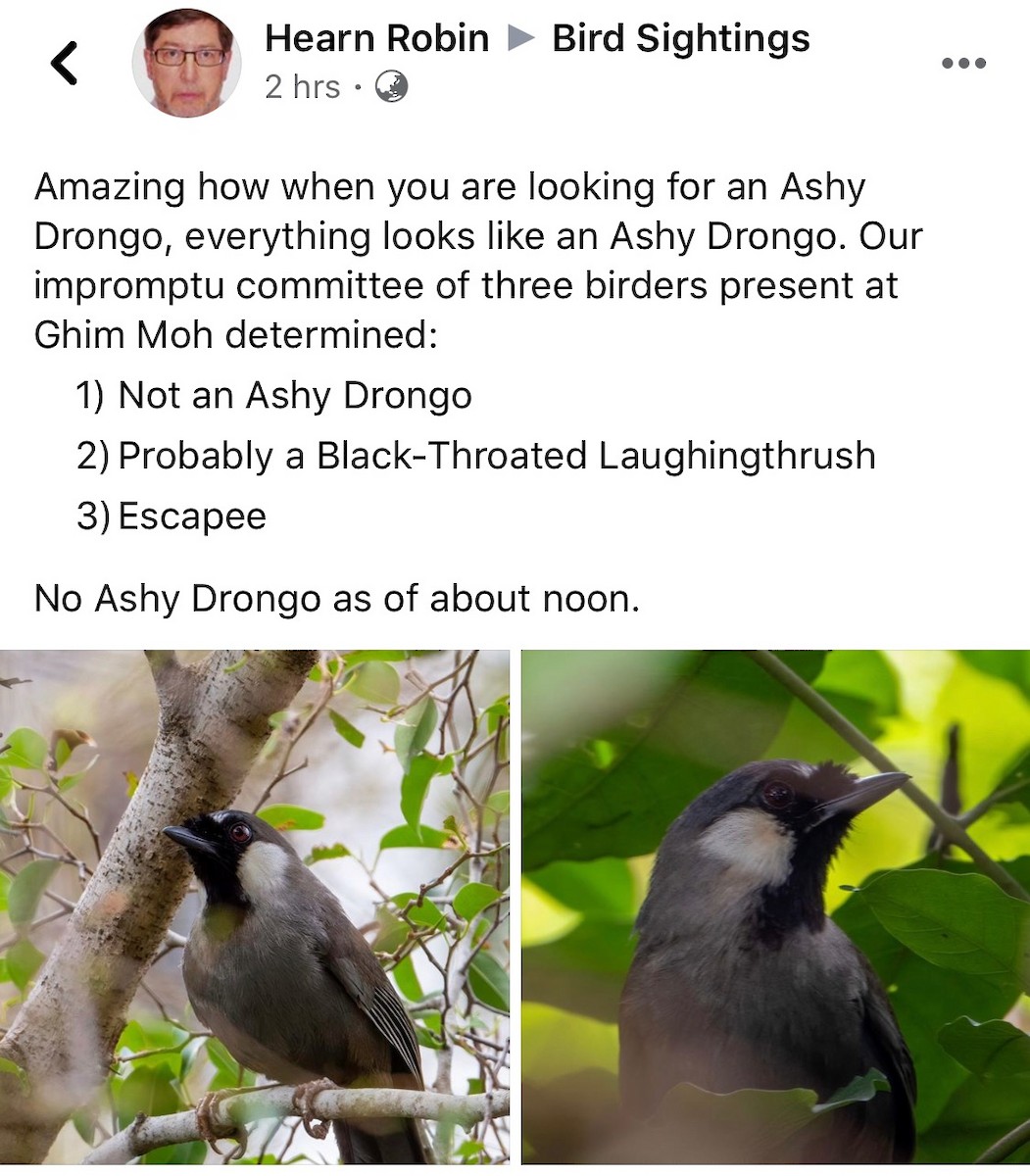 Black-throated Laughingthrush - Singapore Social Media