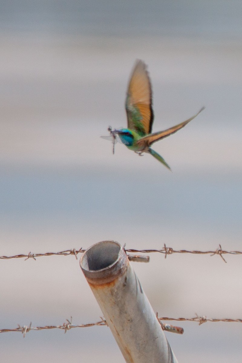 Arabian Green Bee-eater - ML231580561