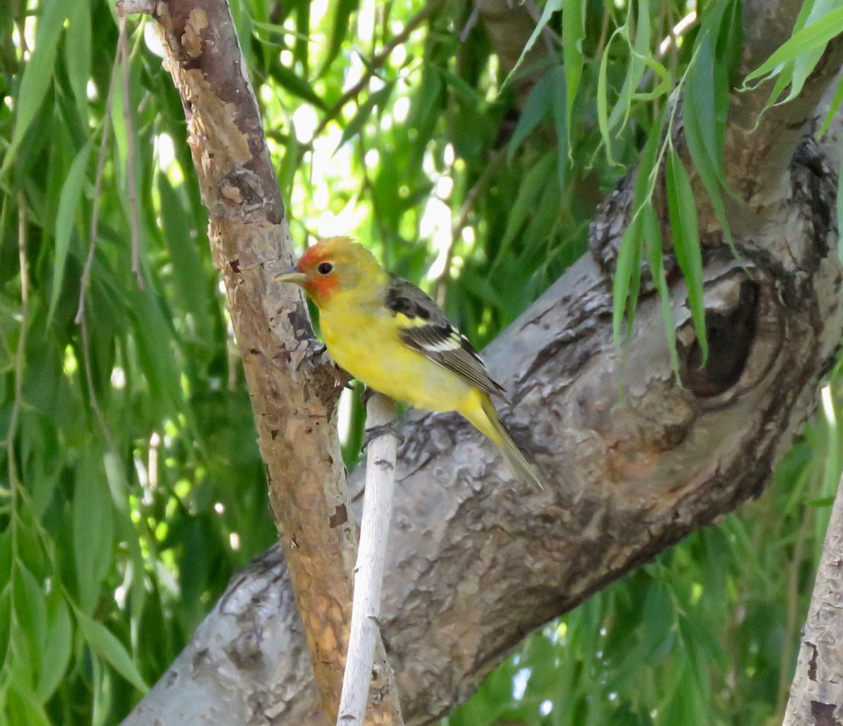 Western Tanager - ML231587251