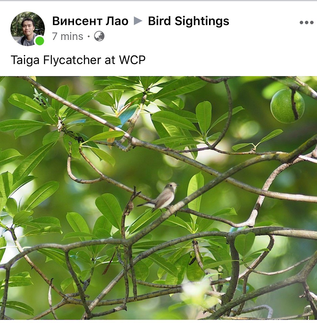 Taiga Flycatcher - ML231587281