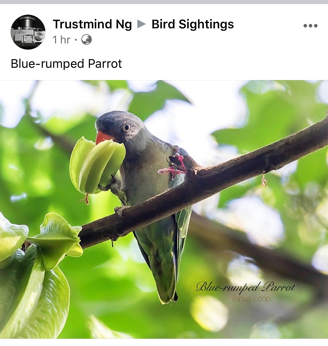 Blue-rumped Parrot - ML231592071