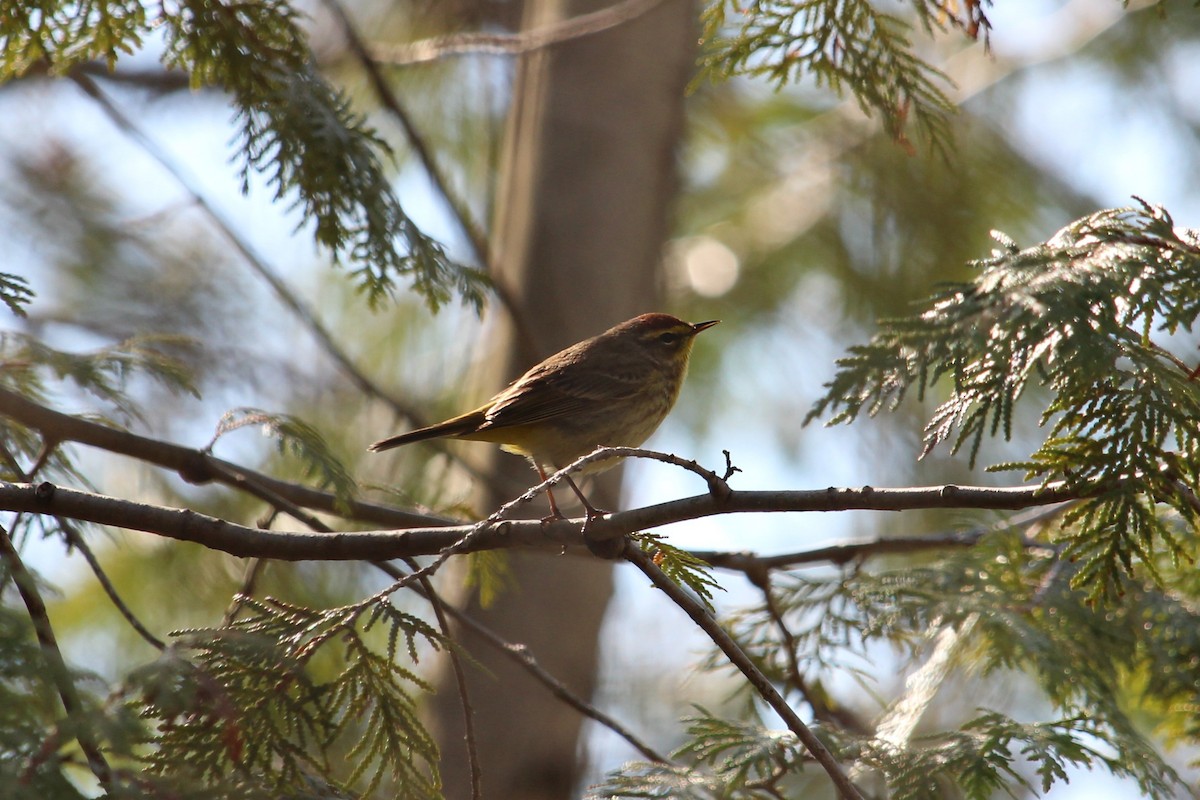 Palm Warbler - Christopher Moser-Purdy