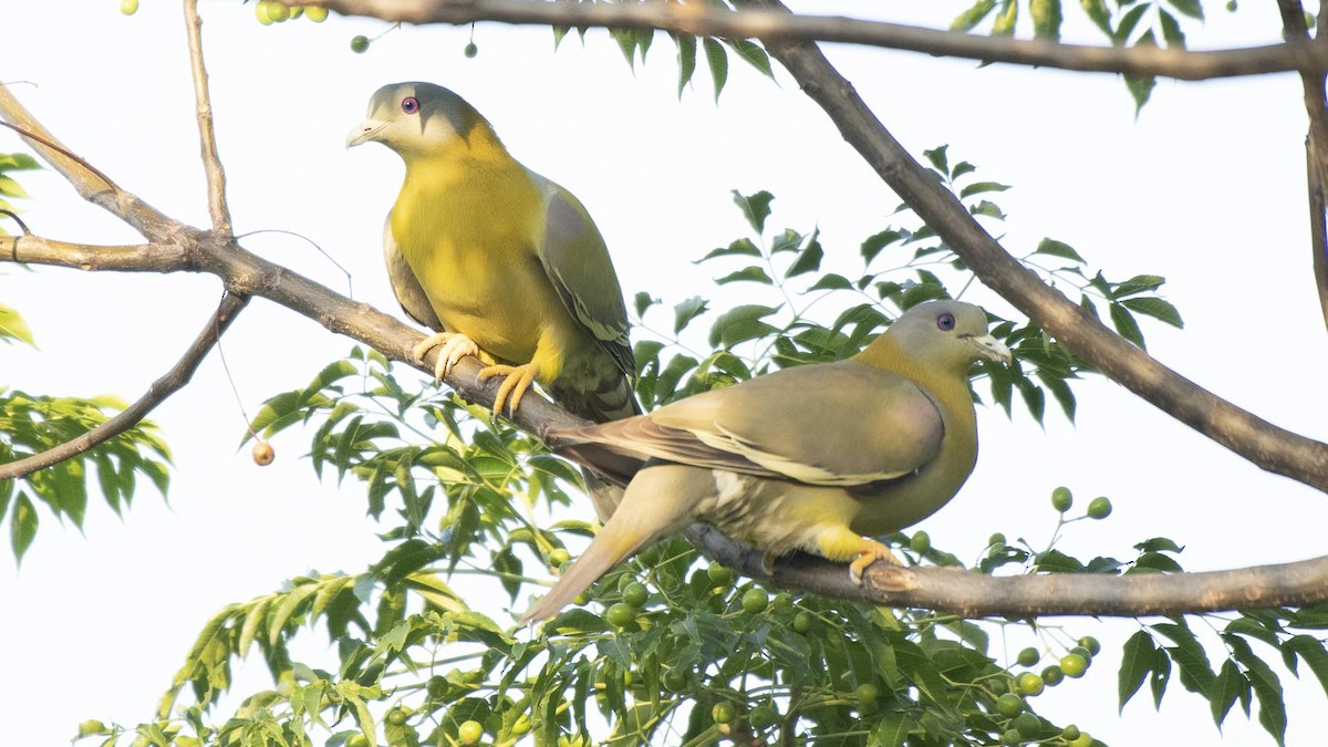 Yellow-footed Green-Pigeon - ML231596991
